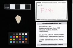 Foto (Objekt + Etikett) von Goniodromites bidentatus (Reuss, 1858)  (NHMW-GEO-2014-0194-0194)